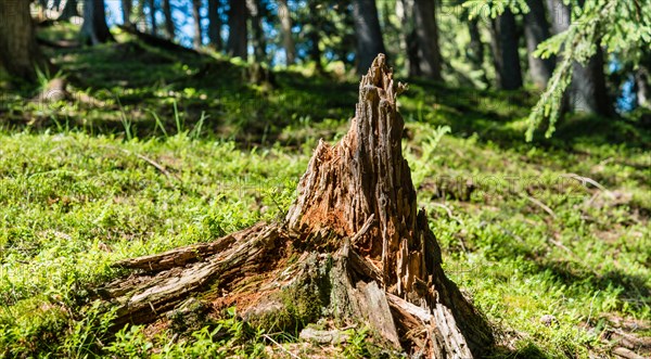 Tree stump in the forest