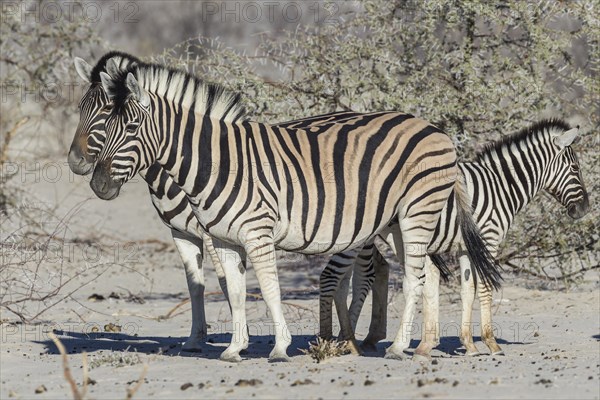 Plains Zebras (Equus quagga) with zebra foal