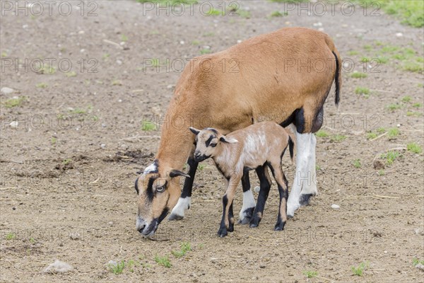 Cameroon Sheep