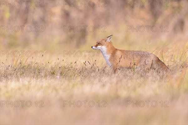 Red Fox (Vulpes vulpes) on a meadow in autumn