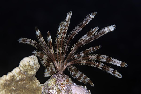 Klunzinger feather star (Lamprometra klunzingeri)