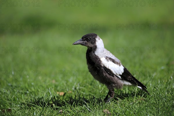 Australian Magpie (Gymnorhina tibicen)