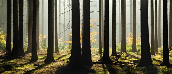 Light-flooded spruce forest with morning haze in autumn