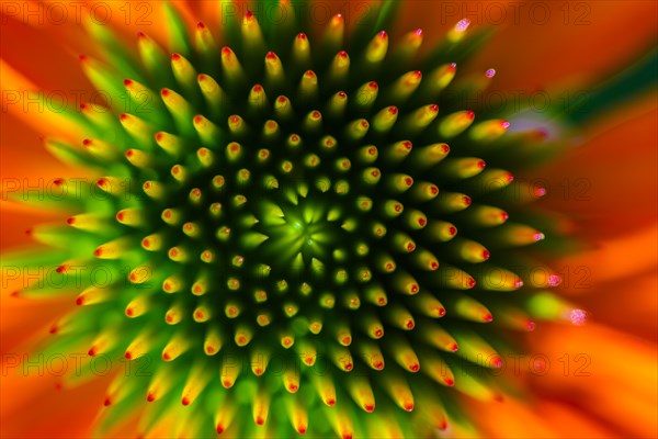 Red coneflower (Echinacea)