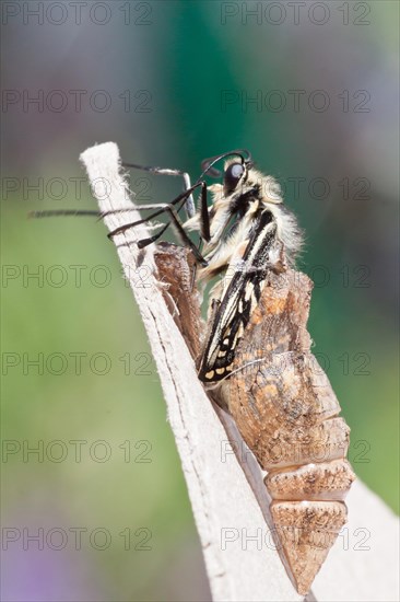 Old World Swallowtail (Papilio machaon) emerges from its exuvia