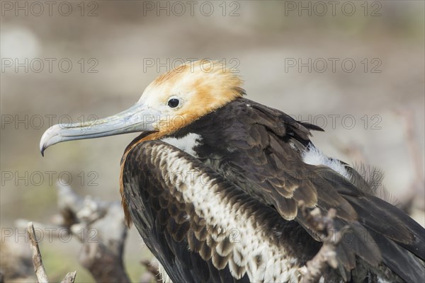 Young Great Frigatebird (Fregata minor)