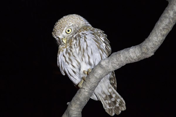 Pearl-spotted Owlet (Glaucidium perlatum) sitting on a branch