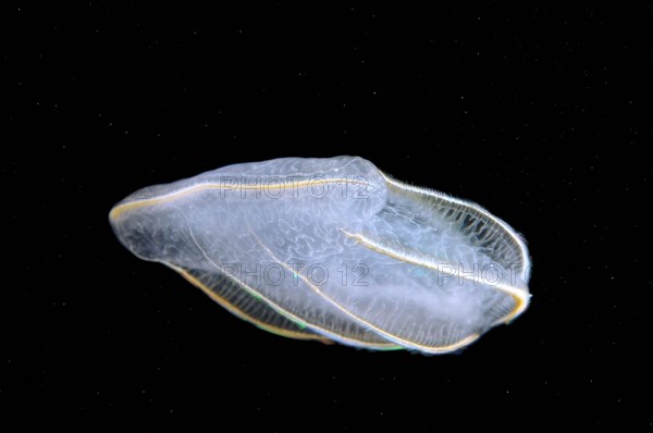 Comb Jelly (Beroe ovata)