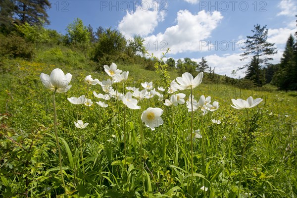 Snowdrop Anemones (Anemone sylvestris)