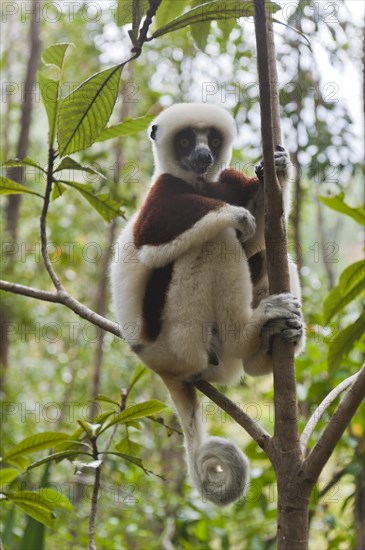 Coquerel's Sifaka or Crowned Sifaka (Propithecus coquereli)