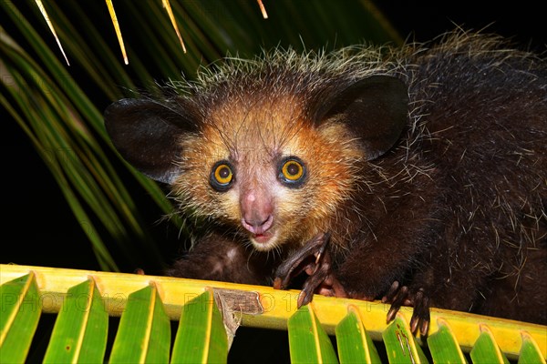 Aye-aye (Daubentonia madagascariensis)