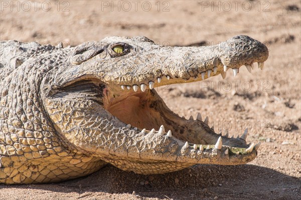 Nile Crocodile (Crocodylus niloticus)