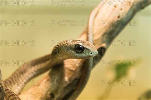 Boomslang (Dispholidus typus)