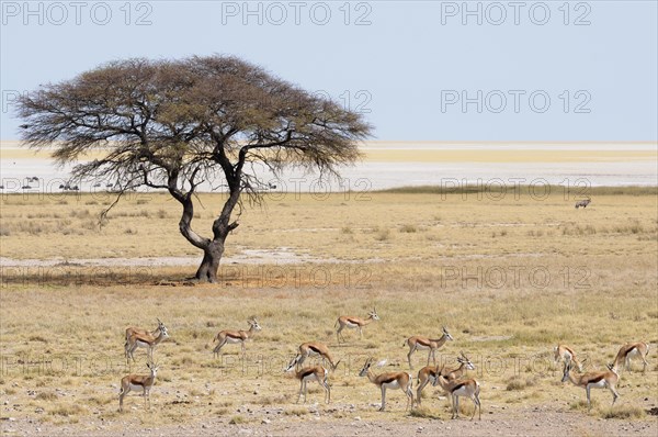 Springboks (Antidorcas marsupialis) at the Salvadora waterhole