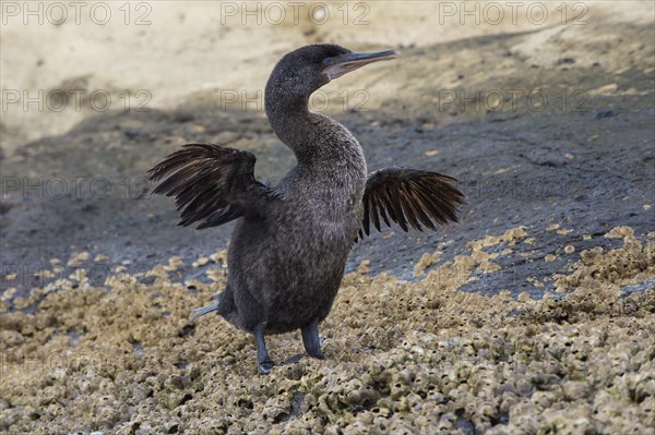 Flightless Cormorant (Phalacrocorax harrisi)