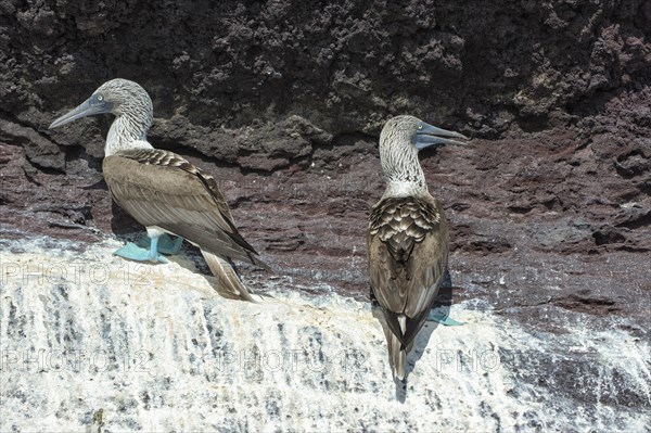 Galapagos Blue-footed Boobies (Sula nebouxii excisa)