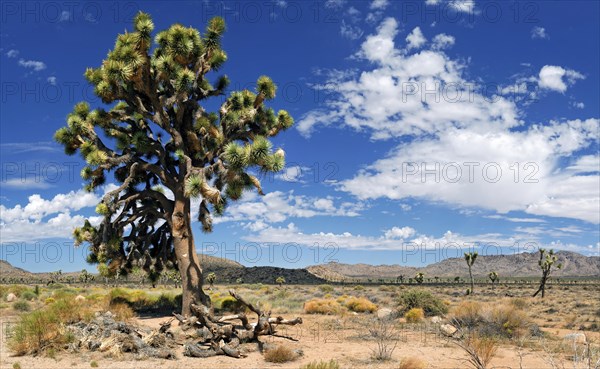 Joshua Tree or Palm Tree Yucca (Yucca brevifolia)