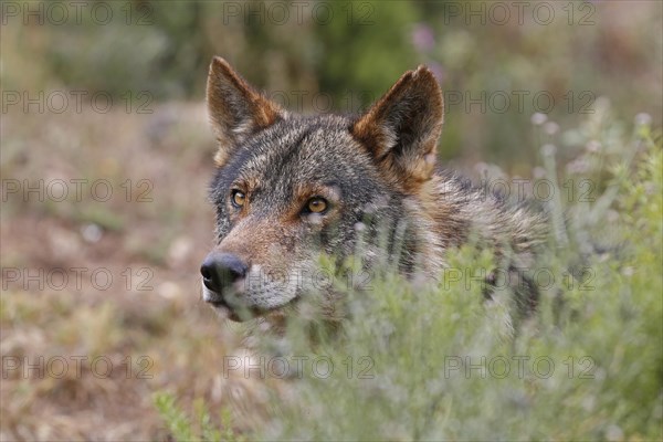 Iberian Wolf (Canis lupus lupus)