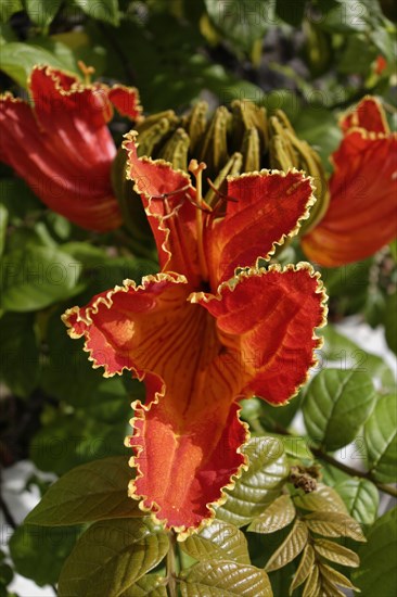 Fountain Tree (Spathodea campanulata)