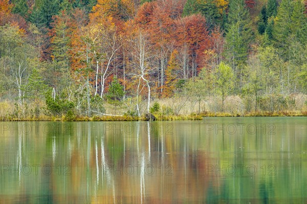 Autumn forest with its reflection in Almsee lake