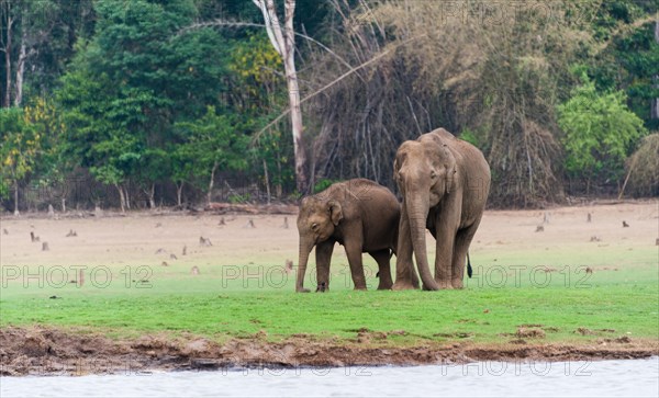 Asian elephant or Indian elephant (Elephas maximus)