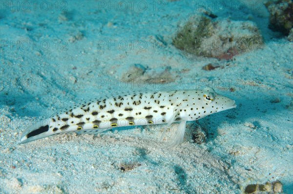 Speckled Sandperch (Parapercis hexophtalma)