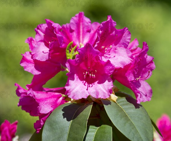 Williams Rhododendron (Rhododendron williamsianum)