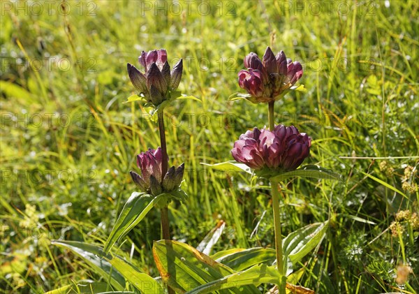 Gentian (Gentiana pannonica)