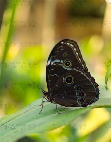 Blue Morpho (Morpho peleides)