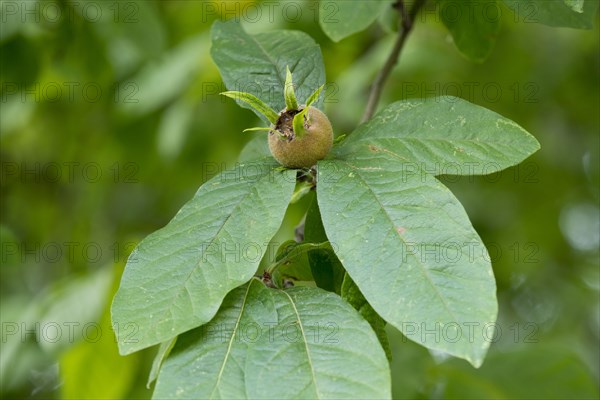 Medlar or Common Medlar (Mespilus germanica)