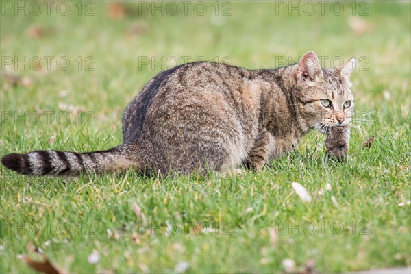 Domestic cat (Felis silvestris catus) with mouse prey
