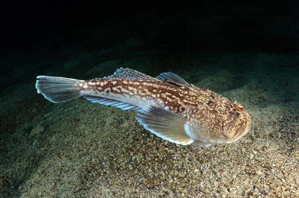 Atlantic Stargazer (Uranoscopus scaber)