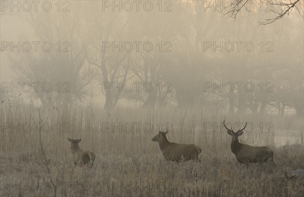 Red Deer (Cervus elaphus) in the morning fog