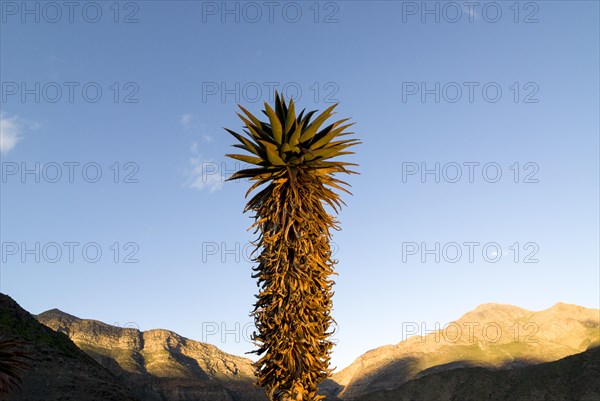 Cape Aloe (Aloe ferox) in the morning light