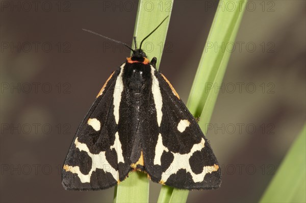 Wood Tiger (Parasemia plantaginis) on a blade of grass