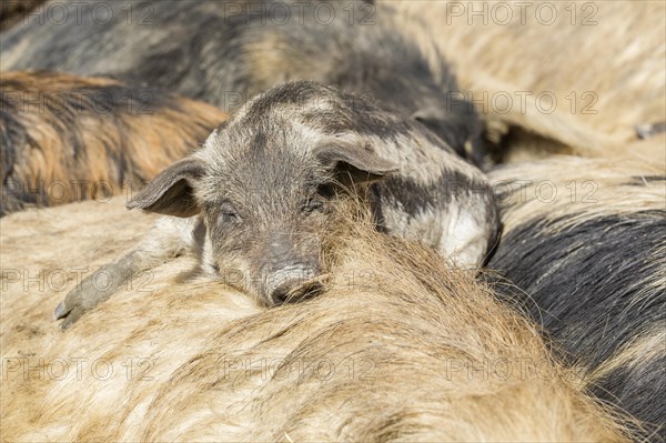 Mangalitsa or Mangalitza Pigs (Sus scrofa domestica)