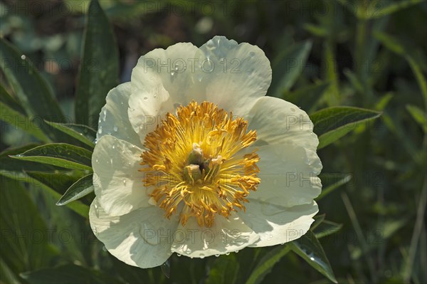 Blooming Peony (Paeonia lactiflora 'Claire de lune') with water drops