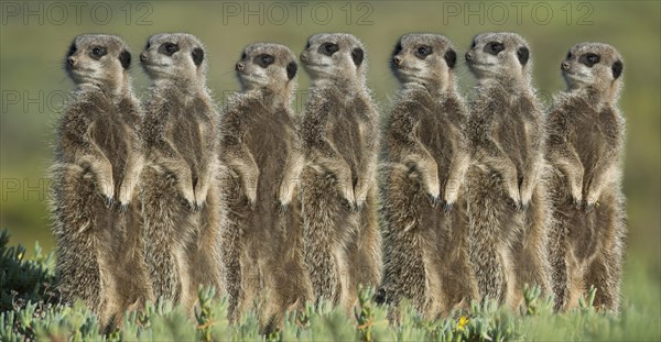 Meerkats (Suricata suricatta) standing in a row