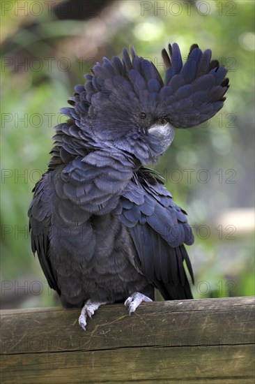 Red-tailed Black Cockatoo (Calyptorhynchus banksii)