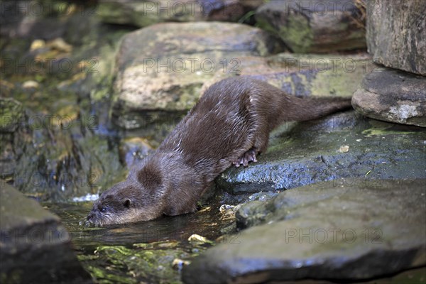 Oriental Small-clawed Otter (Amblonyx cinerea)