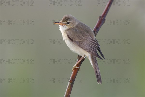 Marsh Warbler (Acrocephalus palustris) perched on a branch