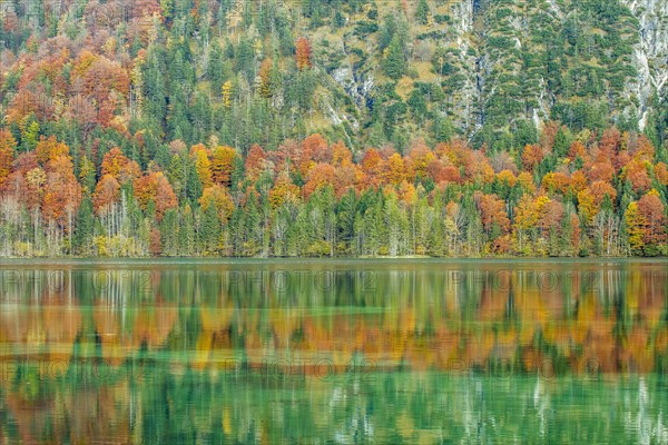 Autumn forest with its reflection in Almsee lake