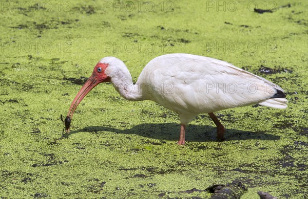 American White Ibis (Eudocimus albus) foraging in a swamp