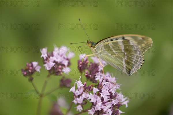 Silver-washed fritillary (Argynnis paphia f valesina)