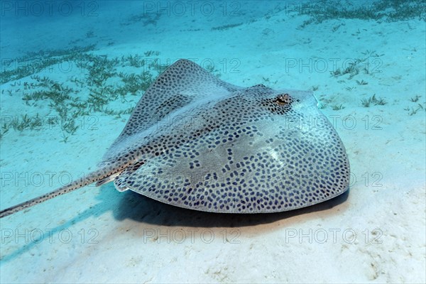 Reticulate whipray (Himantura uarnak)