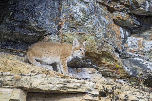 Young wild Eurasian Lynx (Lynx lynx)