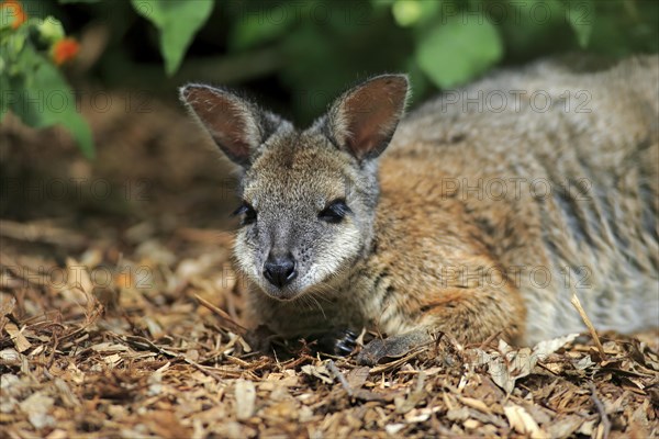 Tammar Wallaby