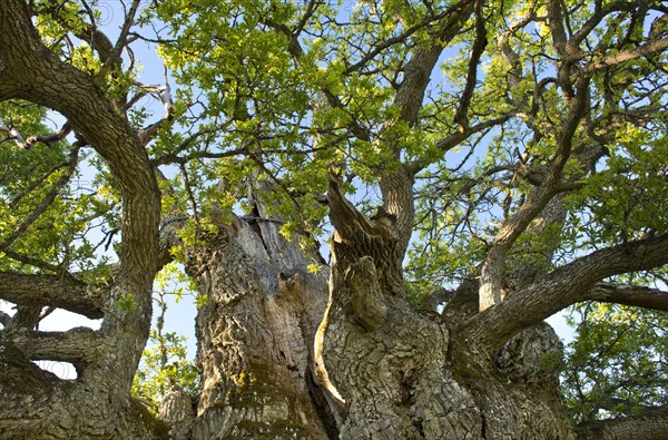 Rumskulla or Kvill Oak