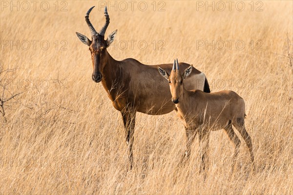 Hartebeests (Alcelaphus buselaphus)