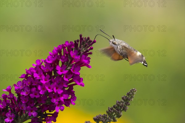 Hummingbird hawk-moth (Macroglossum stellatarum)